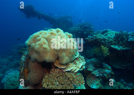 Weichkorallen Sarcophytum sp und sp Dendronephthya und Kanone der Fujikawa Maru Truk Lagune Stockfoto