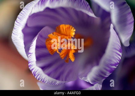 Ersten lila und weiß, öffnen Harlekin Krokus Blume des Frühlings, zeigt lebendige orange Staubblätter Stockfoto