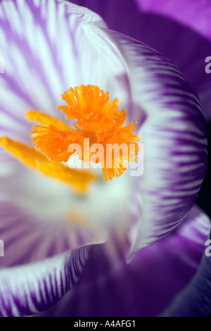 Makroaufnahme tief im Inneren ein lila und weiß, Krokus Blume des Frühlings, zeigt lebendige orange Staubblätter öffnen Stockfoto