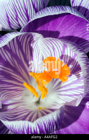 Iridaceae, Krokus. Makro erste lila und weiß, Krokus Blume des Frühlings, zeigt lebendige orange Staubblätter öffnen Stockfoto