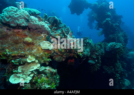 Schwämme, Algen und Korallen wachsen über die äußere Struktur der Fujikawa Maru Truk Lagune Stockfoto