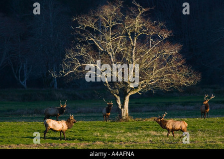 Roosevelt Bull Elk Raffung an der Dean Creek Elch Anzeigebereich östlich Reedsport Oregon. Stockfoto