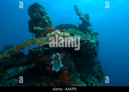 Schwämme, Algen und Korallen wachsen über die äußere Struktur der Fujikawa Maru Truk Lagune Stockfoto