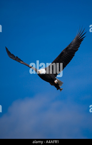 Weißkopf-Seeadler Haliaeetus Leucocephalus fliegen nach dem Fang Fische Oregon Cascades. Stockfoto