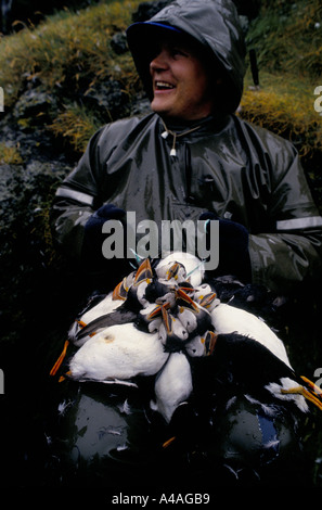 ELLIDAEY, insgesamt Inseln, Island, Juli 1993: Puffin Jagd: Joi Ragg verbindet eine Reihe von Papageientauchern, er hat gerade gefangen. Stockfoto