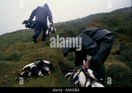 INSGESAMT Inseln, Island, Juli 1993: Puffin Jagd: die Jäger wegtragen Papageientaucher haben sie nur gefangen und getötet. Stockfoto