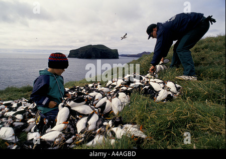 INSGESAMT Inseln, Island, Juli 1993: Puffin Jagd: Joi Ragg und sein Sohn tot Papageientaucher für den Versand mit dem Festland zu sammeln. Stockfoto