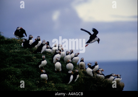 ELLIDAEY, insgesamt Inseln, Island, Juli 1993: Puffin Jagd: A Puffin nehmen Sie von der Klippe in einen starken Wind Stockfoto