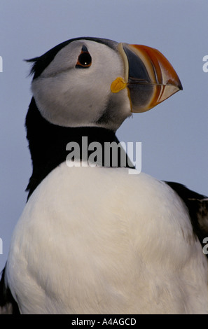 ELLIDAEY, insgesamt Inseln, Island, Juli 1993: Puffin Jagd: Puffin am Rande Cilff. Stockfoto