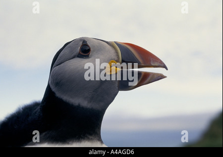 ELLIDAEY, insgesamt Inseln, Island, Juli 1993: Puffin Jagd: Papageitaucher auf der Klippe. Stockfoto