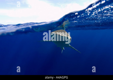 Galapagos Haie Carcharhinus Galapagensis Oahu Hawaii Stockfoto