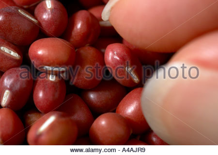 Abholung eine Azuki Bohnen Stockfoto