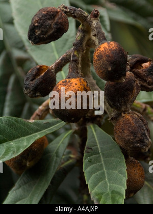 geformte Aprikose auf dem Baum Stockfoto