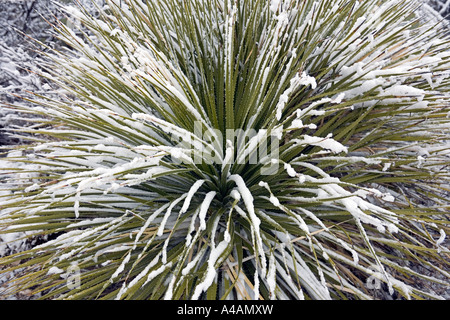 Kaktus im Schnee in der Wüste von New Mexico in Chihuanhuan in der Nähe von Carlsbad Stockfoto
