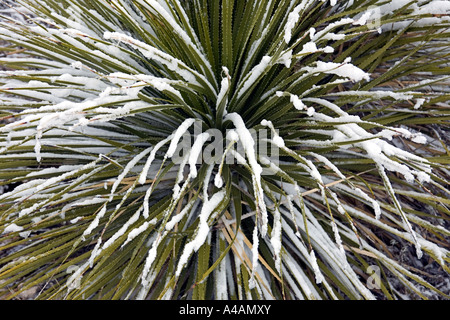 Kaktus im Schnee in der Wüste von New Mexico in Chihuanhuan in der Nähe von Carlsbad Stockfoto