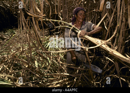 Philippinen Zuckerrohr Cutter arbeiten in den Bereichen in der Hacienda Luisita Plantage Stockfoto