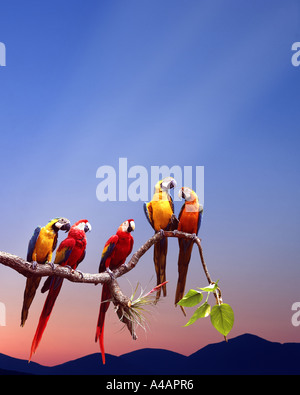 Tierwelt: Papageien sitzen auf einem Ast Stockfoto