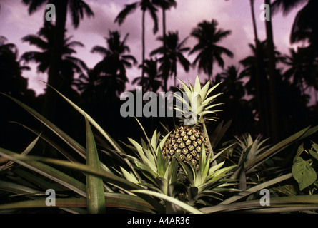 Die Imok Kokosnuss-Plantage, im Besitz von einem Verwandten des Präsidenten Cory Aquino in Streit mit seinen Bauern, Februar 1991 Stockfoto