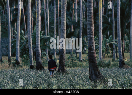 Die Imok Kokosnuss-Plantage, im Besitz von einem Verwandten des Präsidenten Cory Aquino in Streit mit seinen Bauern, Februar 1991 Stockfoto