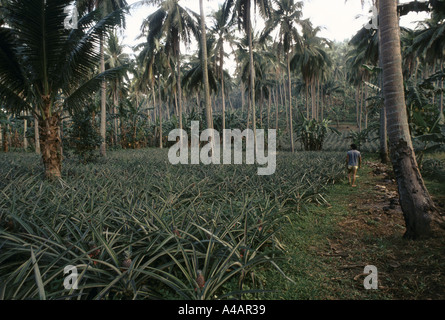 Die Imok Kokosnuss-Plantage, im Besitz von einem Verwandten des Präsidenten Cory Aquino in Streit mit seinen Bauern, Februar 1991 Stockfoto