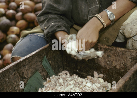 Ein Familie Muscheln Kakao Pads für die Kakao Muttern auf einer Kakao-Plantage, Provinz Bahia, Brasilien. Stockfoto