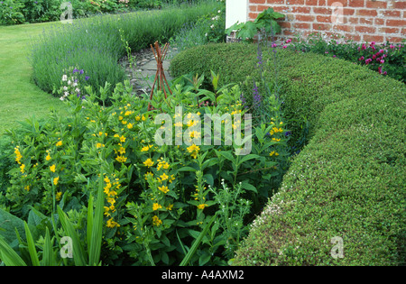 abgeschnittene Liguster Hecke mit lysimachia Stockfoto