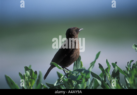 Gabel angebundene Drongo Dicrurus Adsimilis Etosha Nationalpark Namibia Afrika Stockfoto