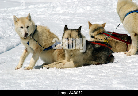 Husky Hunde ziehen Schlitten auf die Jungfrau in der Schweiz Stockfoto