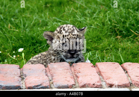 Hand gehalten 6 Wochen alten persischen Leoparden Cub Stockfoto