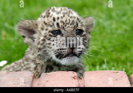 Hand gehalten 6 Wochen alten persischen Leoparden Cub Stockfoto