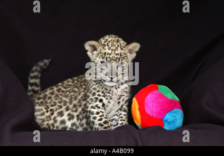 Persische Leopard Cub in Gefangenschaft gezüchtet Stockfoto