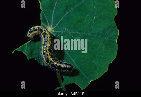 Großen weißen Schmetterling Raupe (Pieris Brassicae) im Vereinigten Königreich Stockfoto