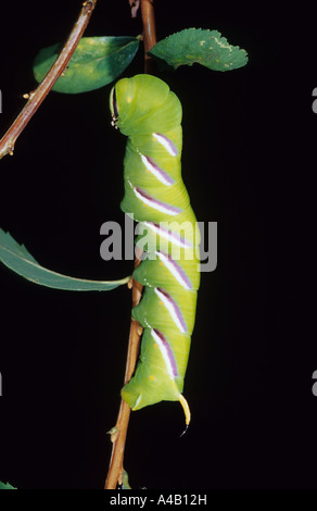 Liguster Hawk-Moth Caterpillar (Sphinx Ligustri) im Vereinigten Königreich Stockfoto