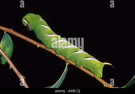 Liguster Hawk-Moth Caterpillar (Sphinx Ligustri) im Vereinigten Königreich Stockfoto