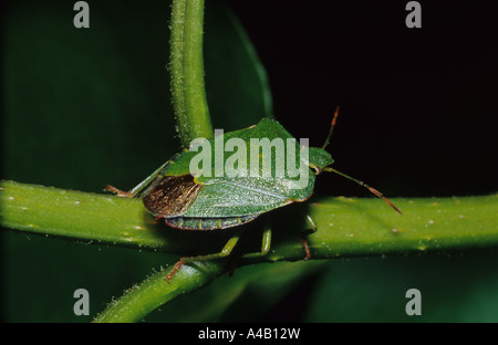 Gemeinsamen Green Shield Bug (Palomena Prasina) im Vereinigten Königreich Stockfoto