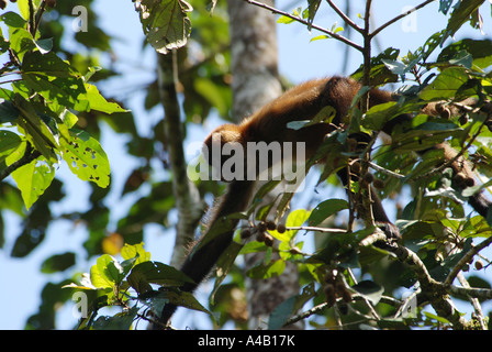 Klammeraffe Ateles Geoffroyi Obsternte im Baum Tortuguero Nationalpark Cribbean Kosten Costa Rica Stockfoto