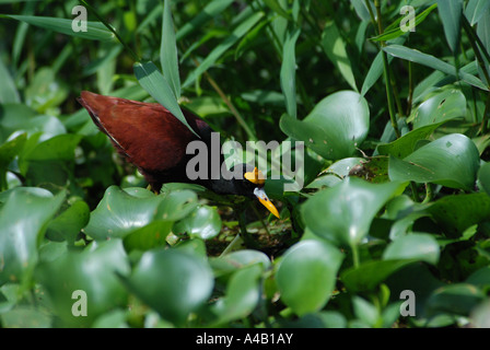 Nördlichen Jacana Jacana Spinosa zu Fuß auf Waterplant Blätter Tortuguero Nationalpark Costa Rica Stockfoto