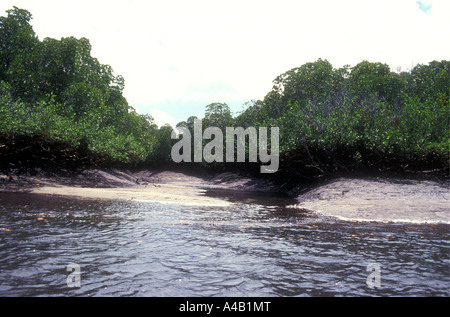 Mangrovenbäume bei Ebbe Insel Lamu, Kenia Küste Ostafrikas Stockfoto