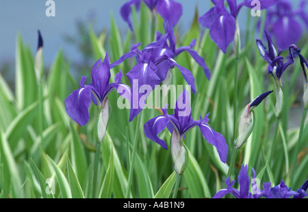 Iris Laevigata Variegata japanischer Wasser iris Stockfoto
