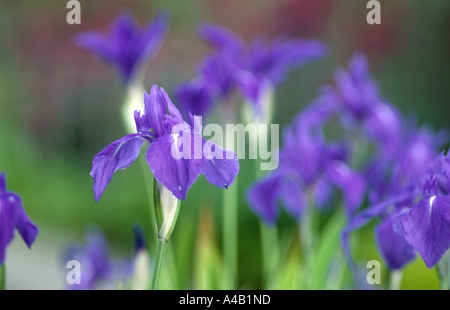 Iris Laevigata Variegata japanischer Wasser iris Stockfoto
