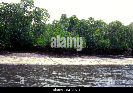 Mangrovenbäume bei Ebbe Insel Lamu, Kenia Küste Ostafrikas Stockfoto