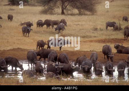 Herde von Cape Bufallo waten in einem Wasserloch im Kilaguni Lodge Tsavo West Nationalpark Kenia in Ostafrika Stockfoto