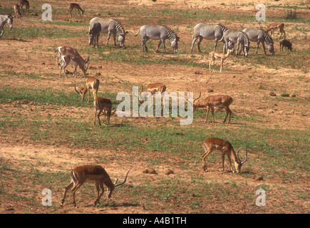 S GREVY Zebra Impala Grant s Gazelle und Warzenschwein Beweidung Samburu National Reserve Kenia in Ostafrika Stockfoto