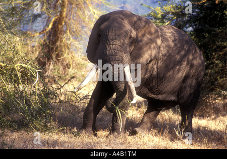 Elefant essen gelben bellte Acacia Baum Ngorongoro Krater Tansania Ostafrika Stockfoto