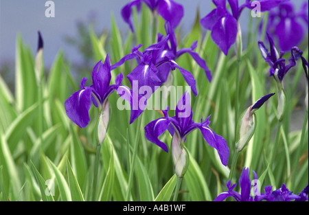 Iris Laevigata Variegata japanischer Wasser iris Stockfoto