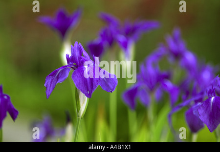 Iris Laevigata Variegata japanischer Wasser iris Stockfoto
