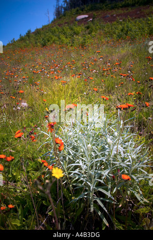 wilde Blumen auf einer Wiese Stockfoto