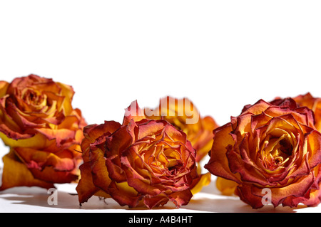 Orange Rosen verwelkt Stockfoto