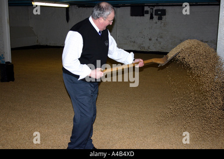 Schaufel gemälzte Gerste an Whisky-Destillerie in Schottland, Schottland Stockfoto