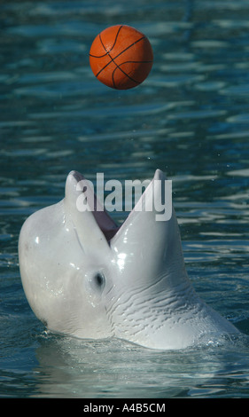 Weißwal auch bekannt wie Beluga (Delphinapterus Leucas) Basketball spielen im Zoo von Moskau, Russland Stockfoto